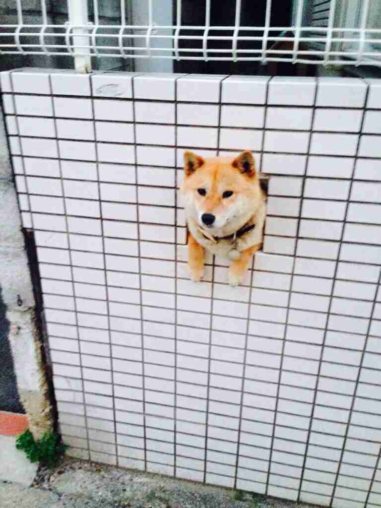 ちょっと変わった場所にいる動物の画像を貼るトピ