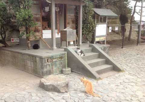 ちょっと変わった場所にいる動物の画像を貼るトピ