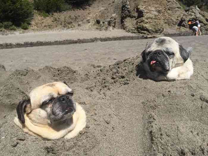 ちょっと変わった場所にいる動物の画像を貼るトピ