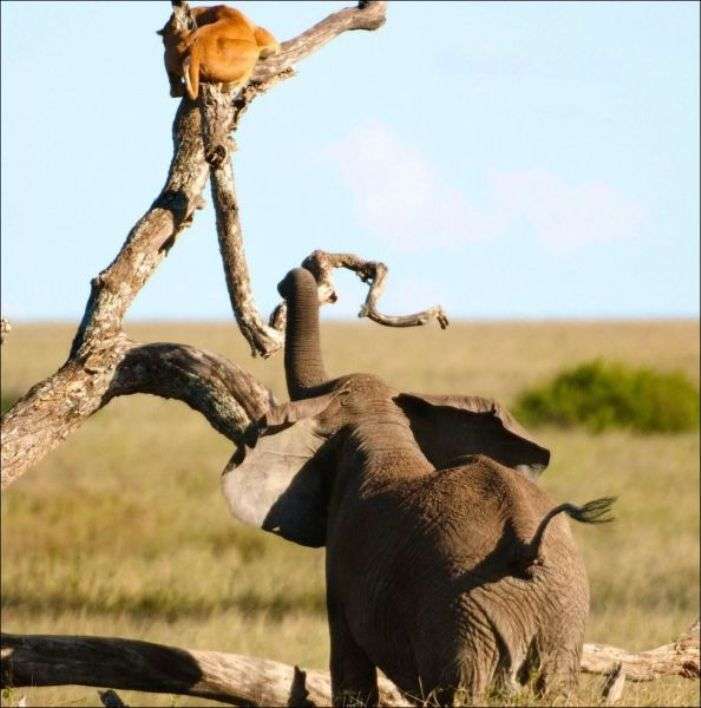 ちょっと変わった場所にいる動物の画像を貼るトピ