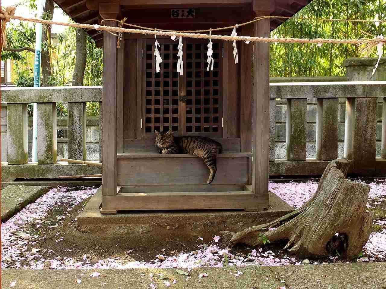 ちょっと変わった場所にいる動物の画像を貼るトピ