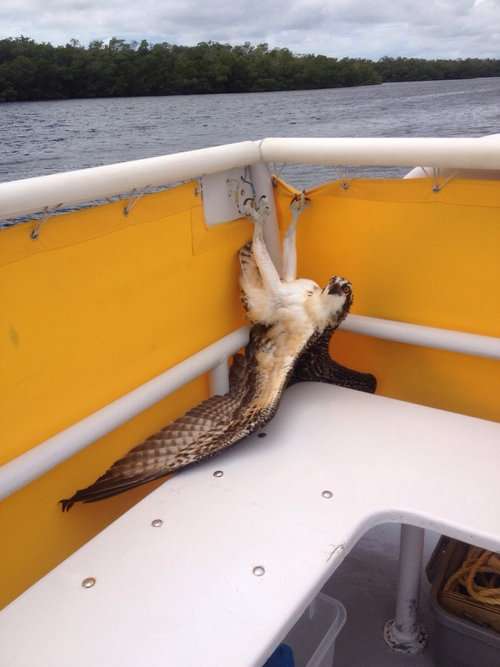 ちょっと変わった場所にいる動物の画像を貼るトピ