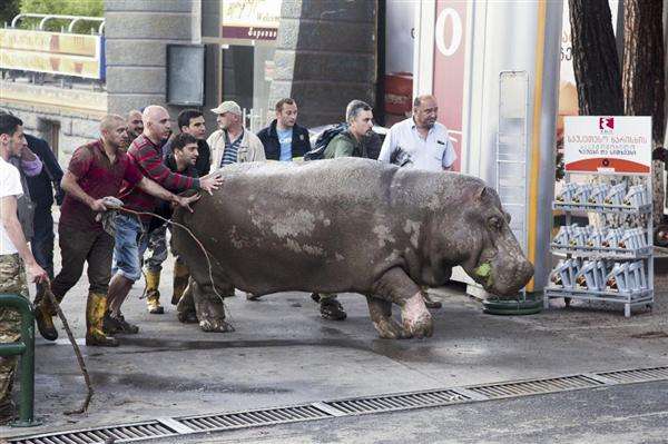 ちょっと変わった場所にいる動物の画像を貼るトピ