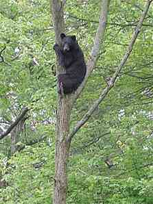 ちょっと変わった場所にいる動物の画像を貼るトピ