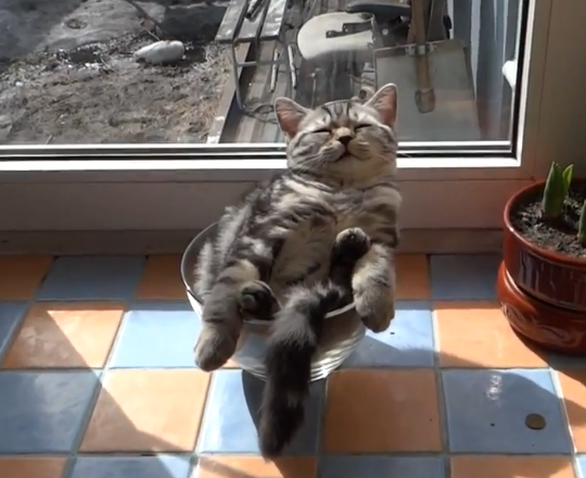 ちょっと変わった場所にいる動物の画像を貼るトピ