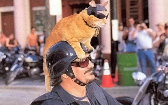ちょっと変わった場所にいる動物の画像を貼るトピ