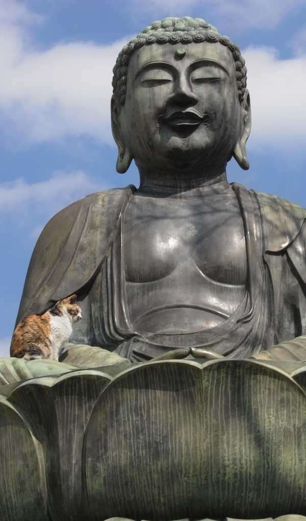 ちょっと変わった場所にいる動物の画像を貼るトピ