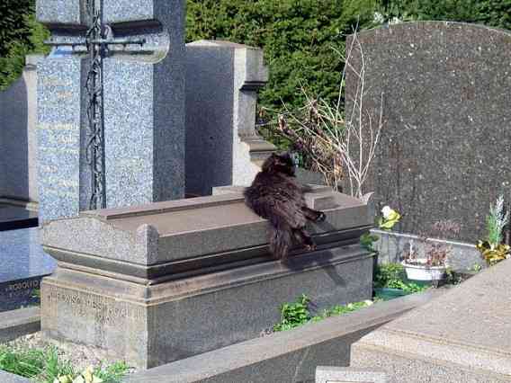 ちょっと変わった場所にいる動物の画像を貼るトピ