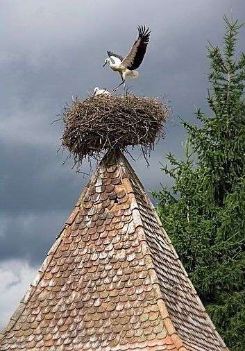 ちょっと変わった場所にいる動物の画像を貼るトピ