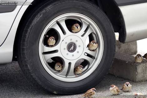 ちょっと変わった場所にいる動物の画像を貼るトピ