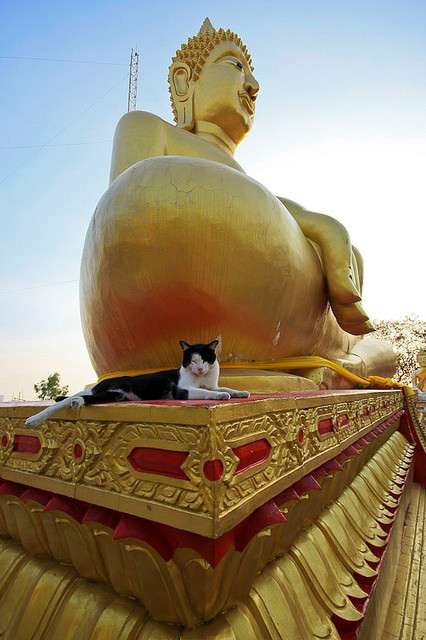ちょっと変わった場所にいる動物の画像を貼るトピ