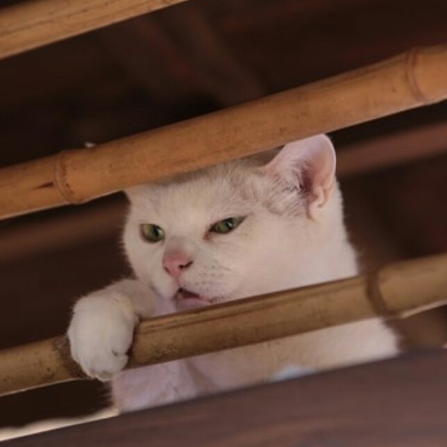 ちょっと変わった場所にいる動物の画像を貼るトピ