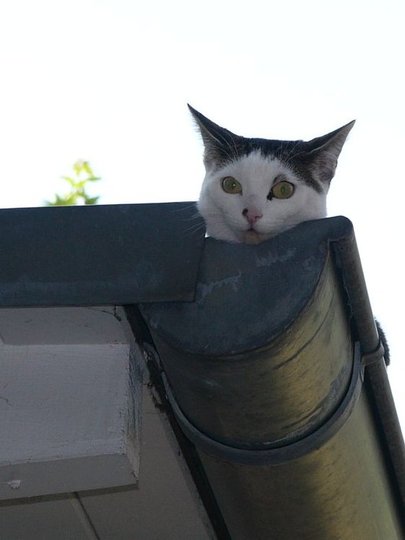 ちょっと変わった場所にいる動物の画像を貼るトピ