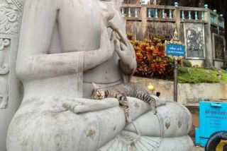 【奇跡】猫がなんか神っぽくなってたww