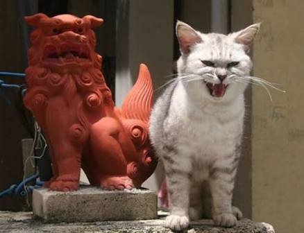 【奇跡】猫がなんか神っぽくなってたww