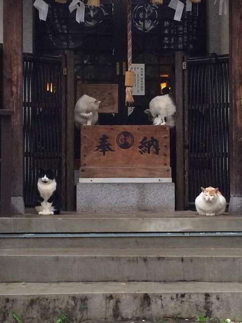 【奇跡】猫がなんか神っぽくなってたww