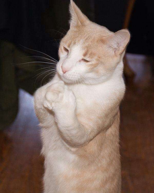 【奇跡】猫がなんか神っぽくなってたww