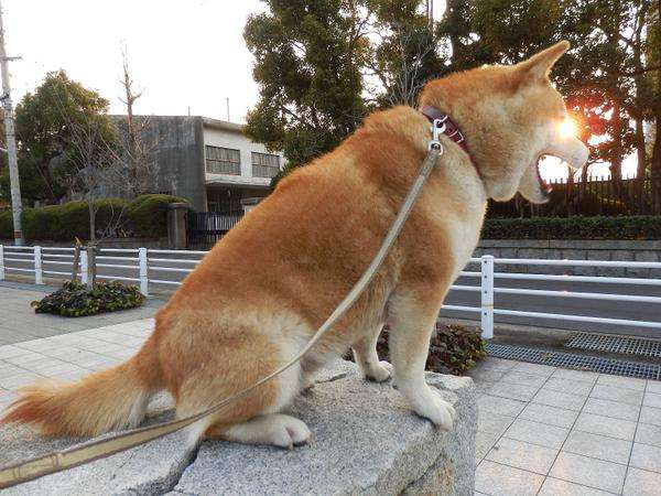 【奇跡】猫がなんか神っぽくなってたww