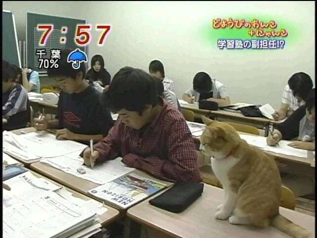 猫の気分や感情の見分け方教えてください!