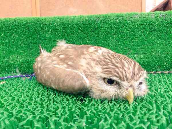 超リラックスしている【動物画像】トピ♪