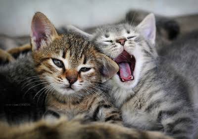 超リラックスしている【動物画像】トピ♪