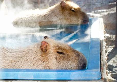 超リラックスしている【動物画像】トピ♪