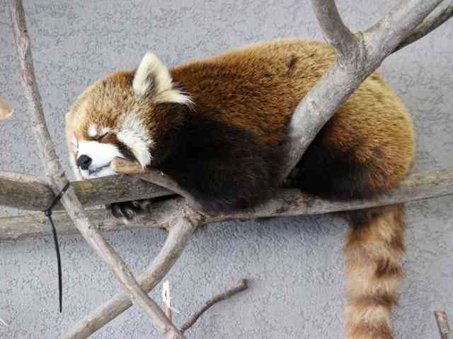 超リラックスしている【動物画像】トピ♪