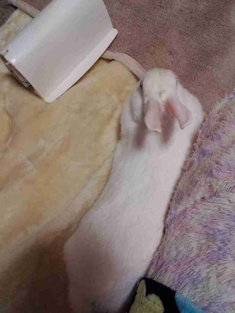 超リラックスしている【動物画像】トピ♪