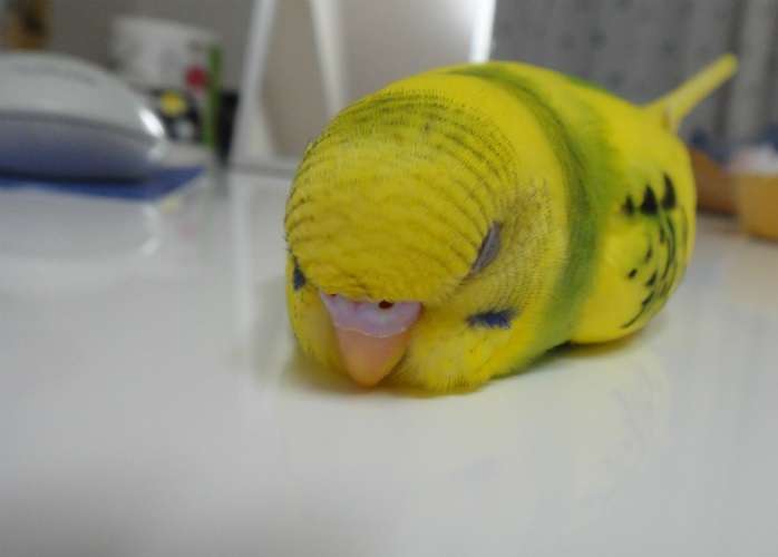 超リラックスしている【動物画像】トピ♪