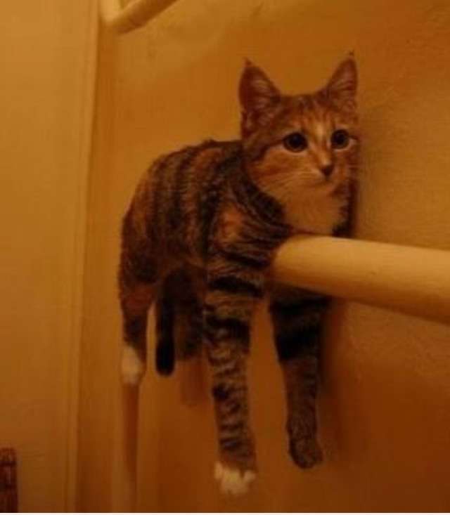 超リラックスしている【動物画像】トピ♪