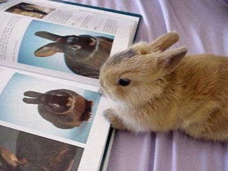 超リラックスしている【動物画像】トピ♪