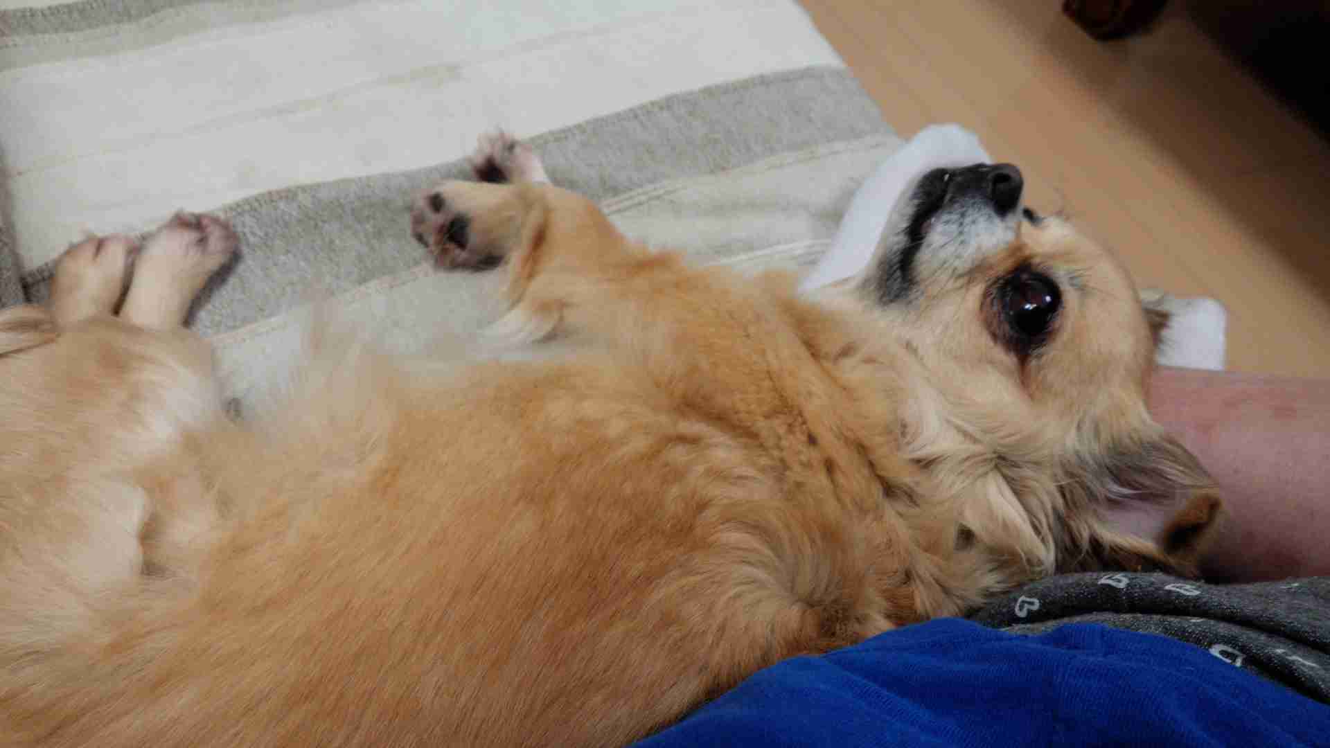 超リラックスしている【動物画像】トピ♪