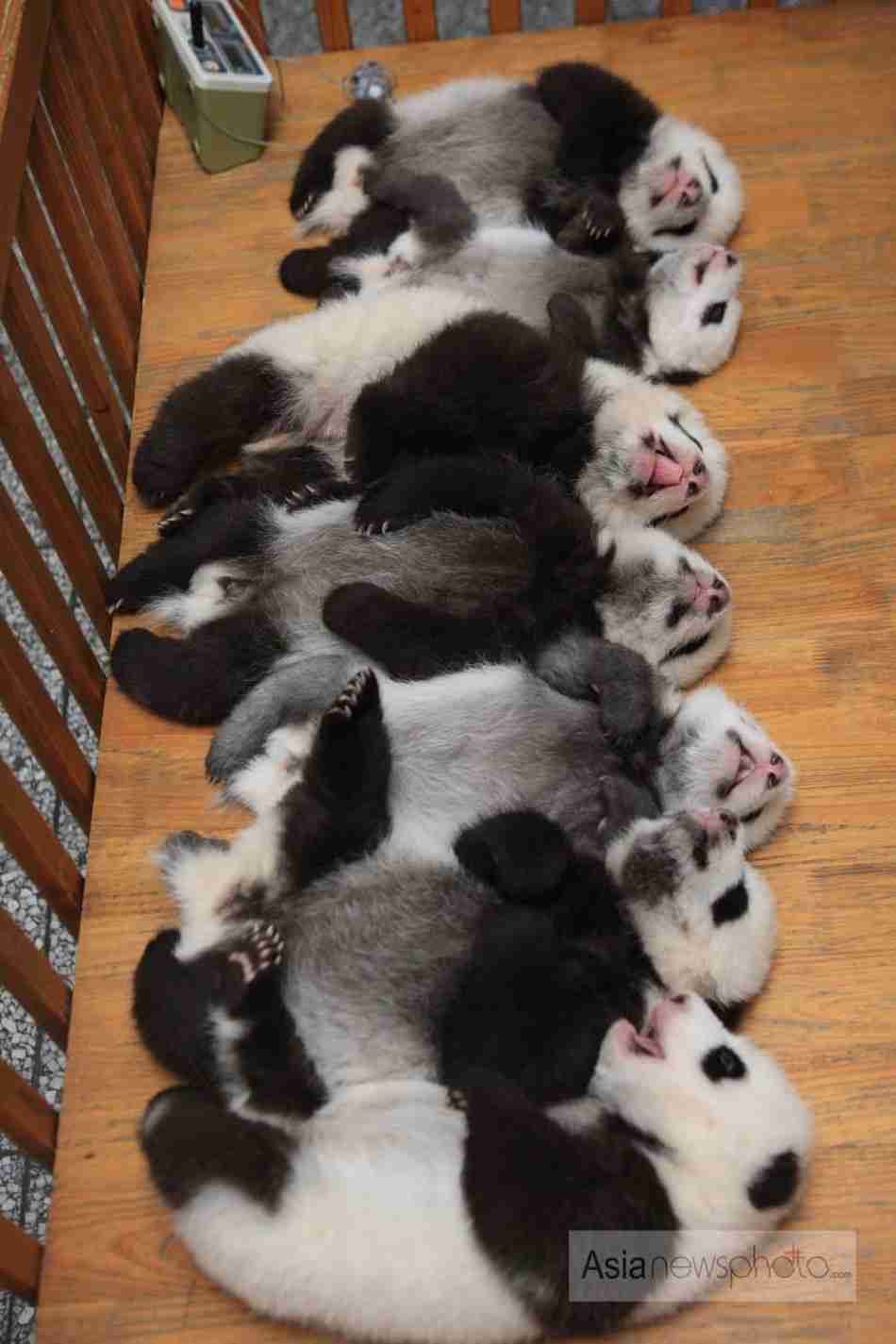超リラックスしている【動物画像】トピ♪