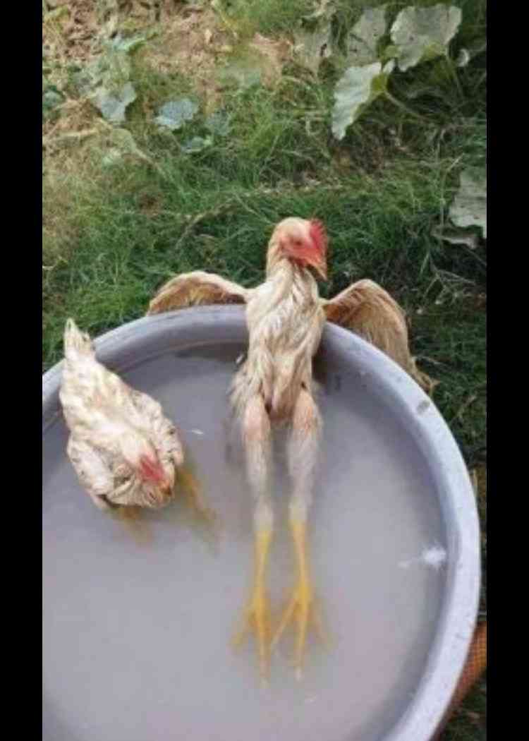 超リラックスしている【動物画像】トピ♪