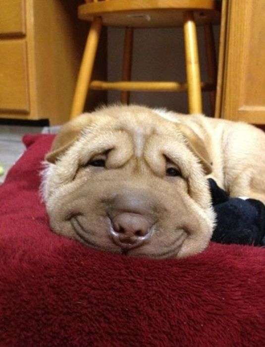 超リラックスしている【動物画像】トピ♪
