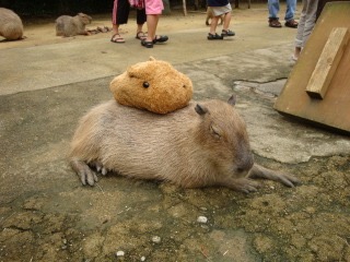 超リラックスしている【動物画像】トピ♪