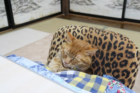 超リラックスしている【動物画像】トピ♪