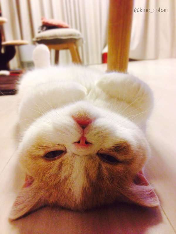 超リラックスしている【動物画像】トピ♪
