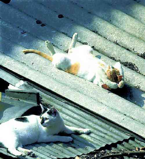 超リラックスしている【動物画像】トピ♪