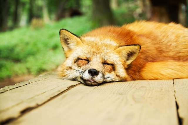 超リラックスしている【動物画像】トピ♪