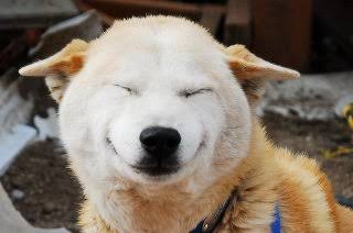 超リラックスしている【動物画像】トピ♪