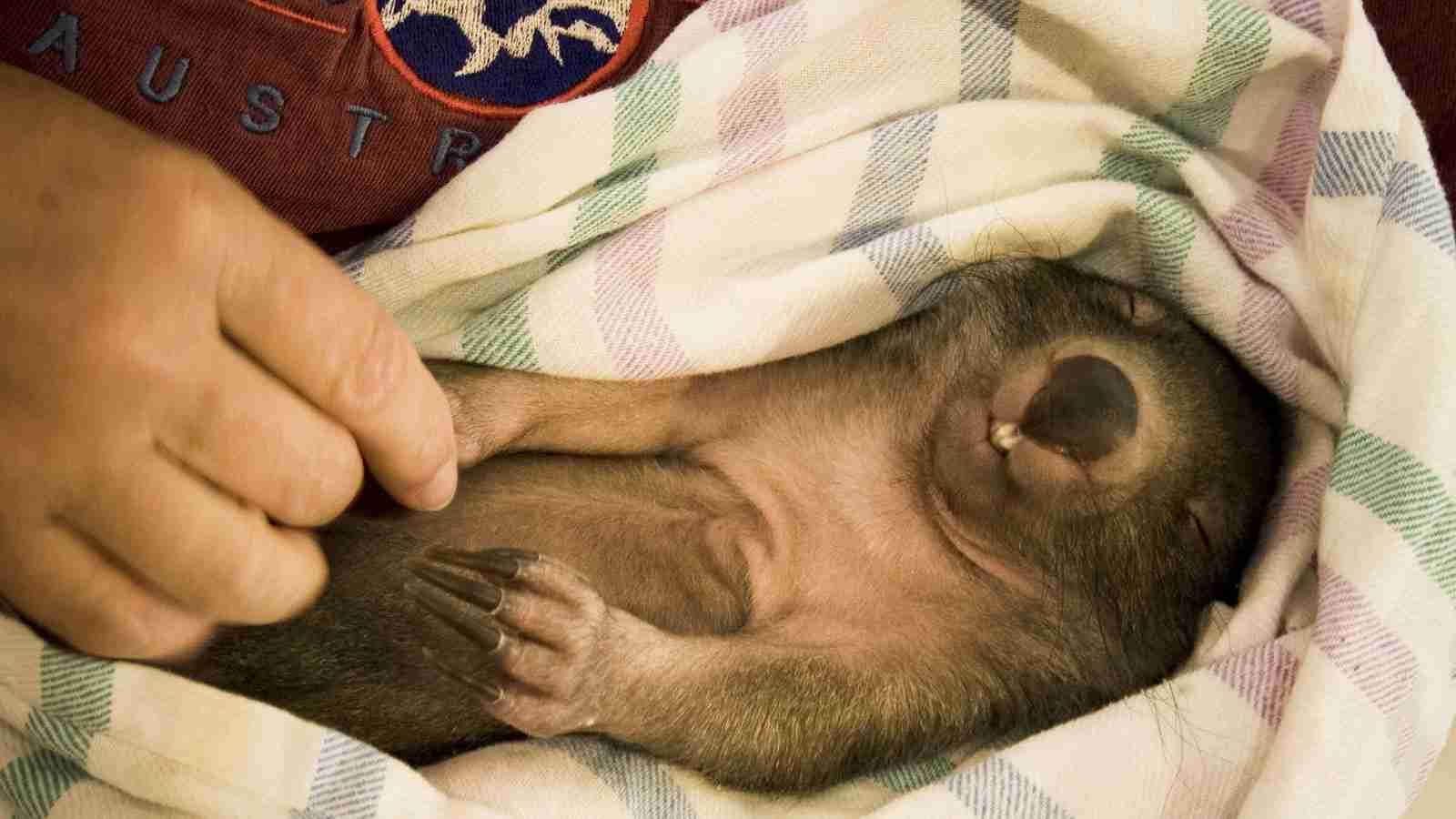 超リラックスしている【動物画像】トピ♪