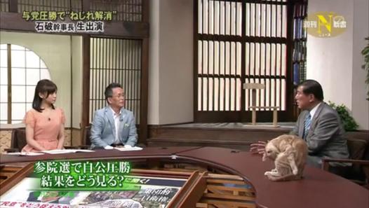 テレビ東京　看板ネコが人気の異色報道番組、3月で終了