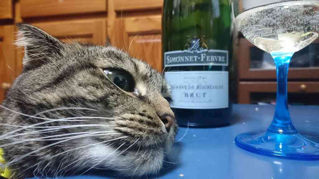 ガルちゃん猫カフェ☆2号店