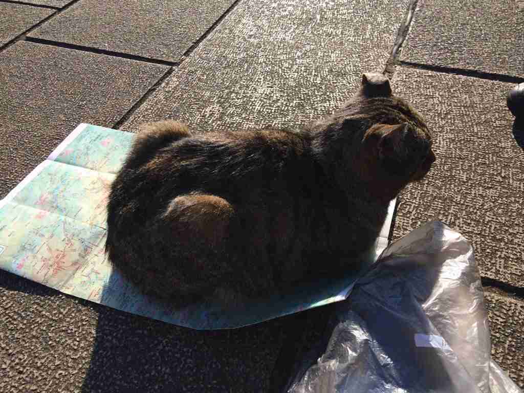 ガルちゃん猫カフェ☆2号店
