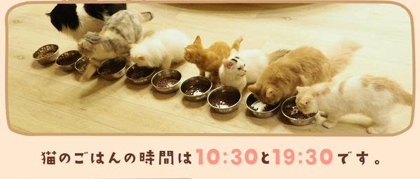 ガルちゃん猫カフェ☆2号店