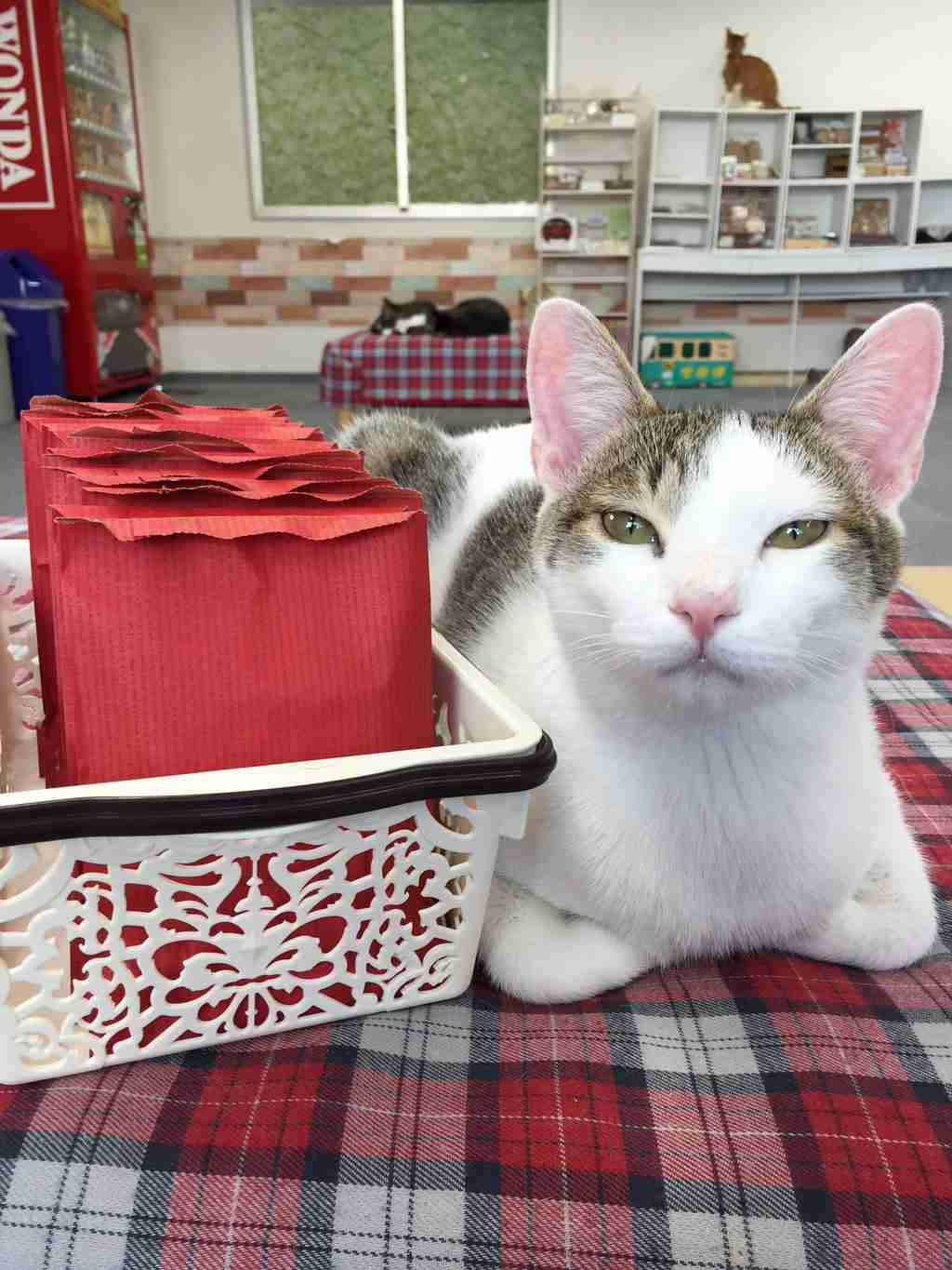 ガルちゃん猫カフェ☆2号店
