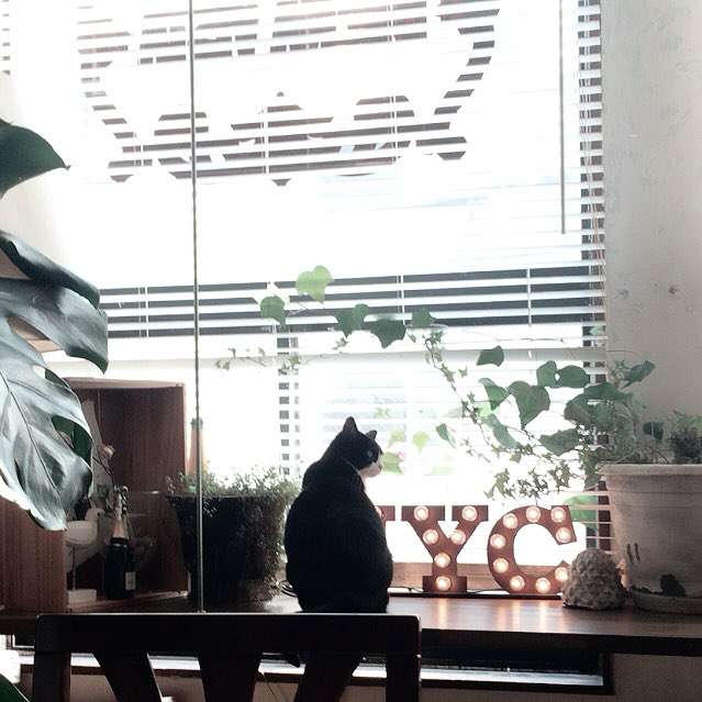 ガルちゃん猫カフェ☆2号店