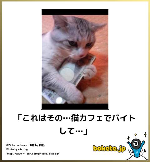 ガルちゃん猫カフェ☆2号店