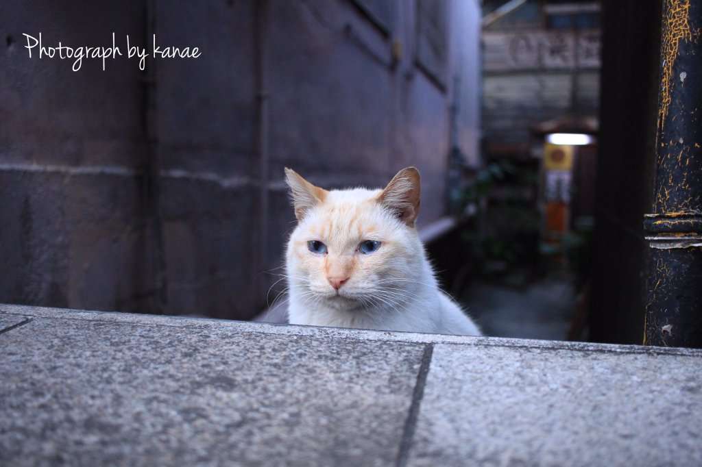 ガルちゃん猫カフェ☆2号店